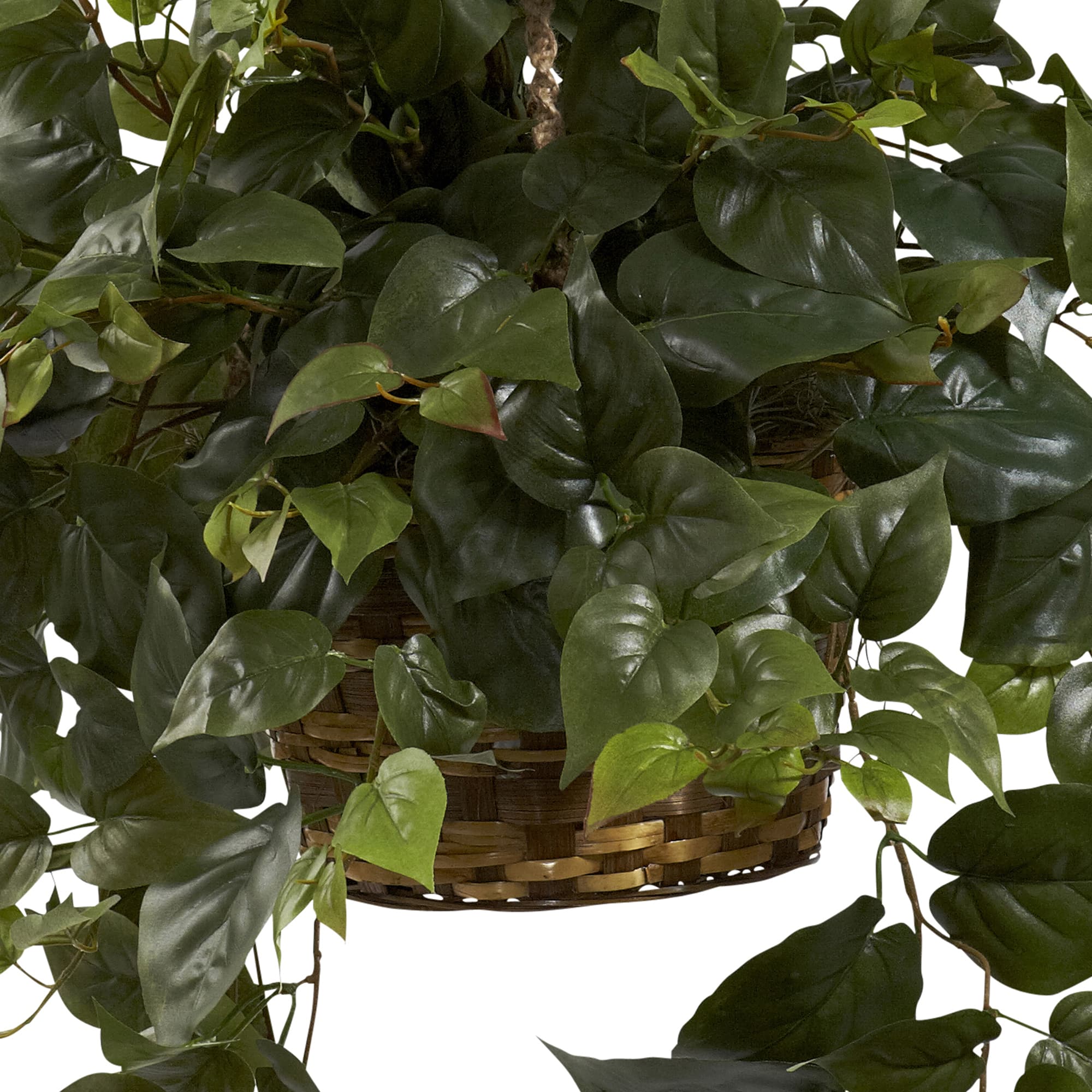 24" Philo in Hanging Basket